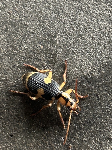 屁步甲（Pheropsophus jessoensis）的实拍照片