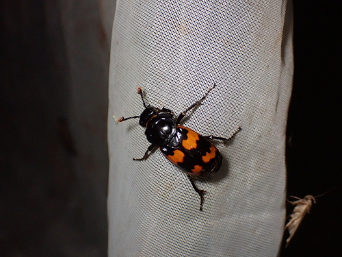 日本埋葬虫（Nicrophorus japonicus）的实拍照片