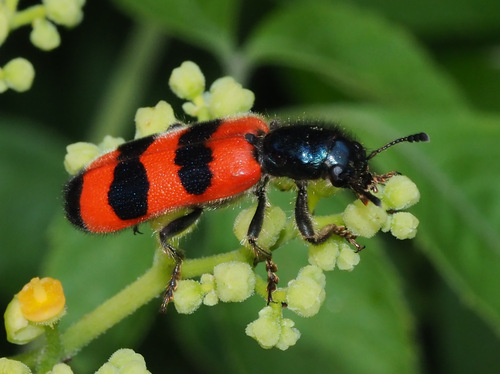 中华郭公虫（Trichodes sinae）的实拍照片
