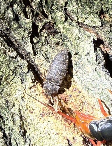 沟叩头虫（Agrypnus binodulus）的实拍照片