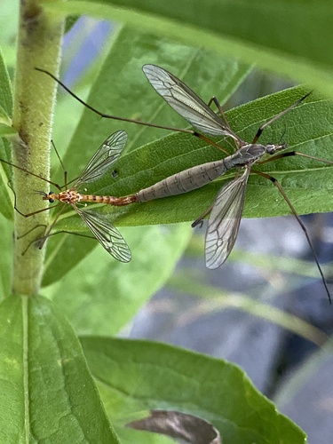 大蚊（Tipula sp.）的实拍照片