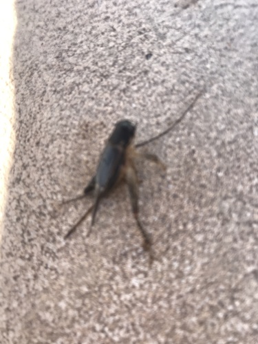迷卡斗蟋（Velarifictorus micado）的实拍照片