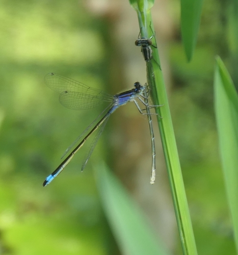 豆娘（Ischnura sp.）的实拍照片