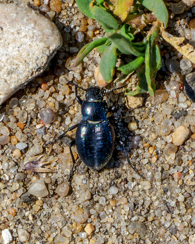 甘肃鳖甲（Anatolica sp.）的实拍照片