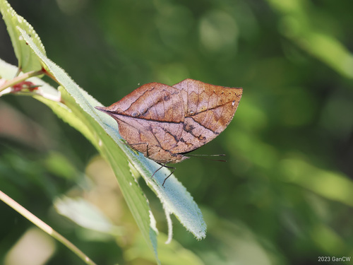 枯叶蛱蝶（Kallima inachus）的实拍照片