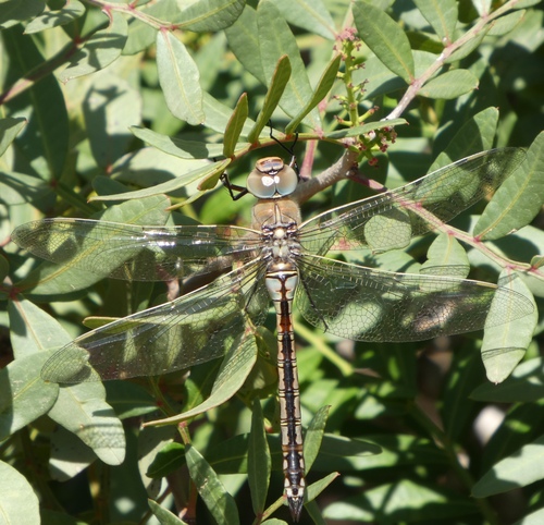 碧伟蜓（Anax parthenope）的实拍照片