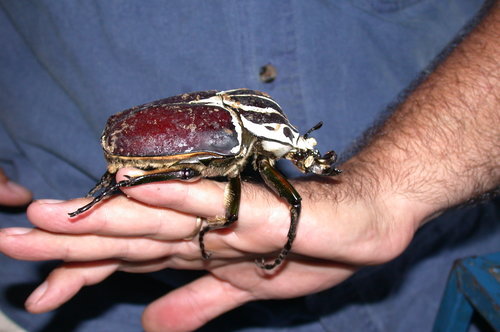 大王花金龟（Goliathus goliatus）的实拍照片