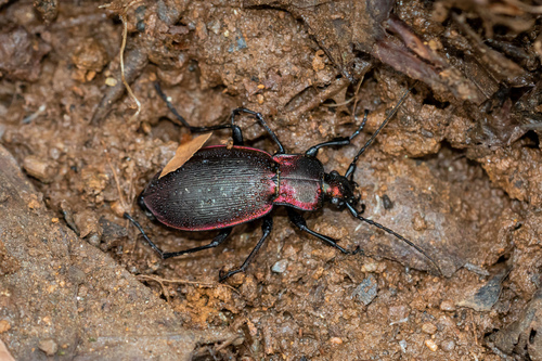 中华金星步甲（Carabus sp.）的实拍照片