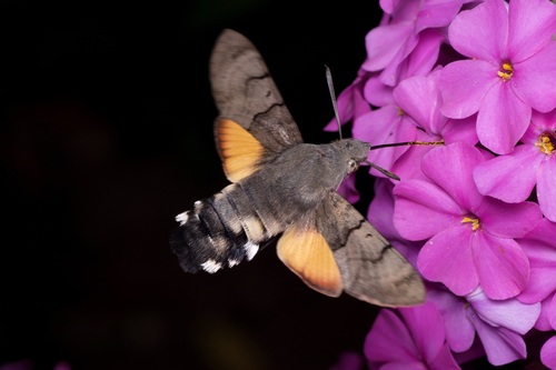 小豆长喙天蛾（Macroglossum stellatarum）的实拍照片