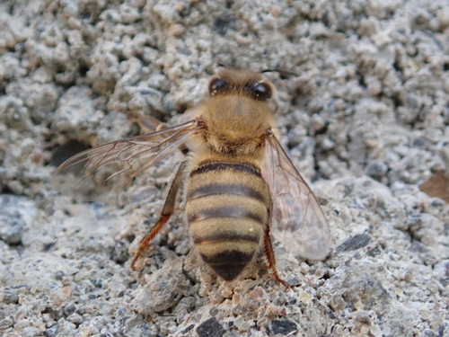 西方蜜蜂（Apis mellifera）的实拍照片