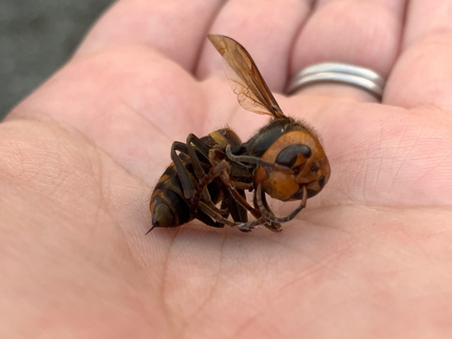 金环胡蜂（Vespa mandarinia）的实拍照片