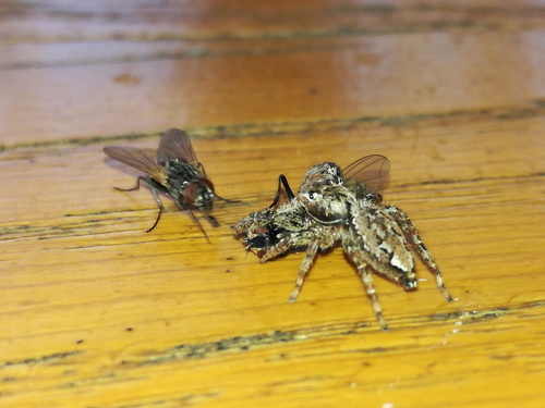 家蝇(Musca domestica)的实拍照片