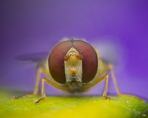 黑带食蚜蝇（Episyrphus balteatus）的实拍照片