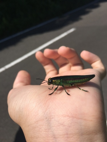 日本吉丁（Chrysochroa fulgidissima）的实拍照片