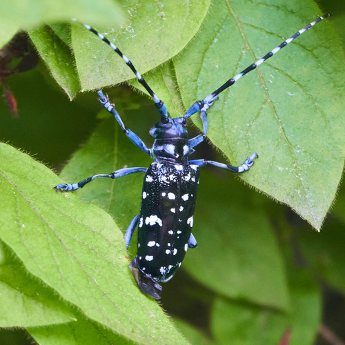 星天牛（Anoplophora chinensis）的实拍照片