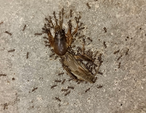 东方蝼蛄（Gryllotalpa orientalis）的实拍照片