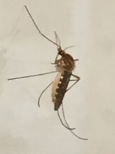 淡色库蚊（Culex pipiens pallens）的实拍照片