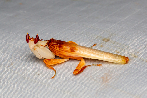 兰花螳螂（Hymenopus coronatus）的实拍照片