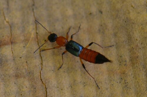 梭毒隐翅虫（Paederus fuscipes）的实拍照片