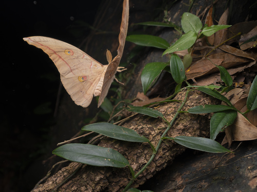 柞蚕蛾（Antheraea pernyi）的实拍照片