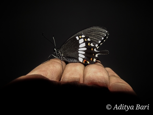 玉带凤蝶（Papilio polytes）的实拍照片