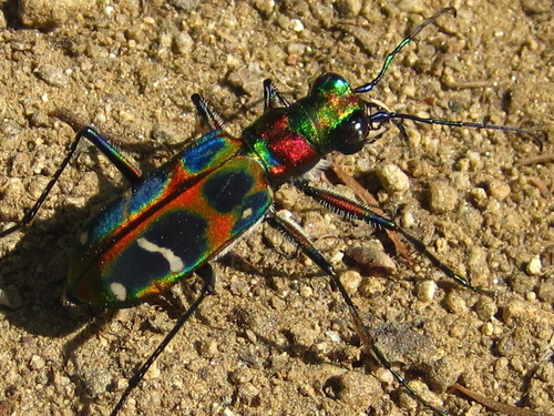 中华虎甲（Cicindela chinensis）的实拍照片