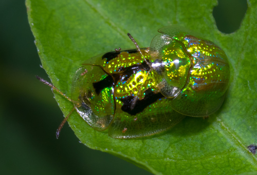 甘薯腊龟甲（Cassida circumdata）的实拍照片
