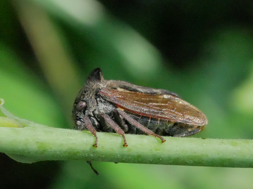角蝉（Centrotus sp.）的实拍照片