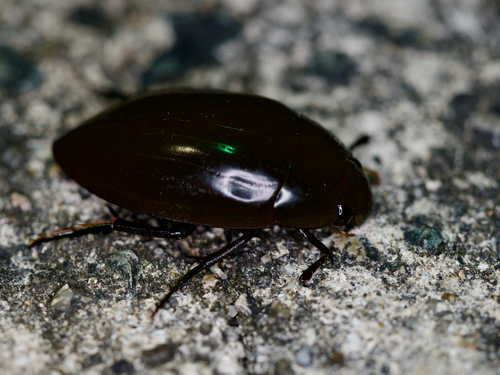 大黑水龟虫（Hydrophilus acuminatus）的实拍照片