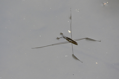 水黾（Aquarius elongatus）的实拍照片